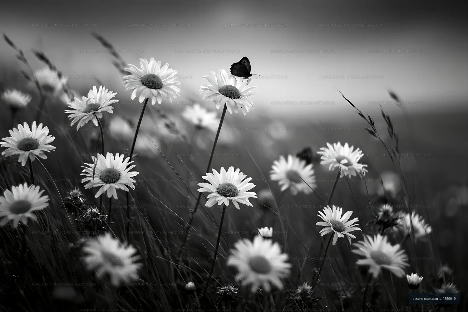 Butterfly on daisy flowers in a black and white setting