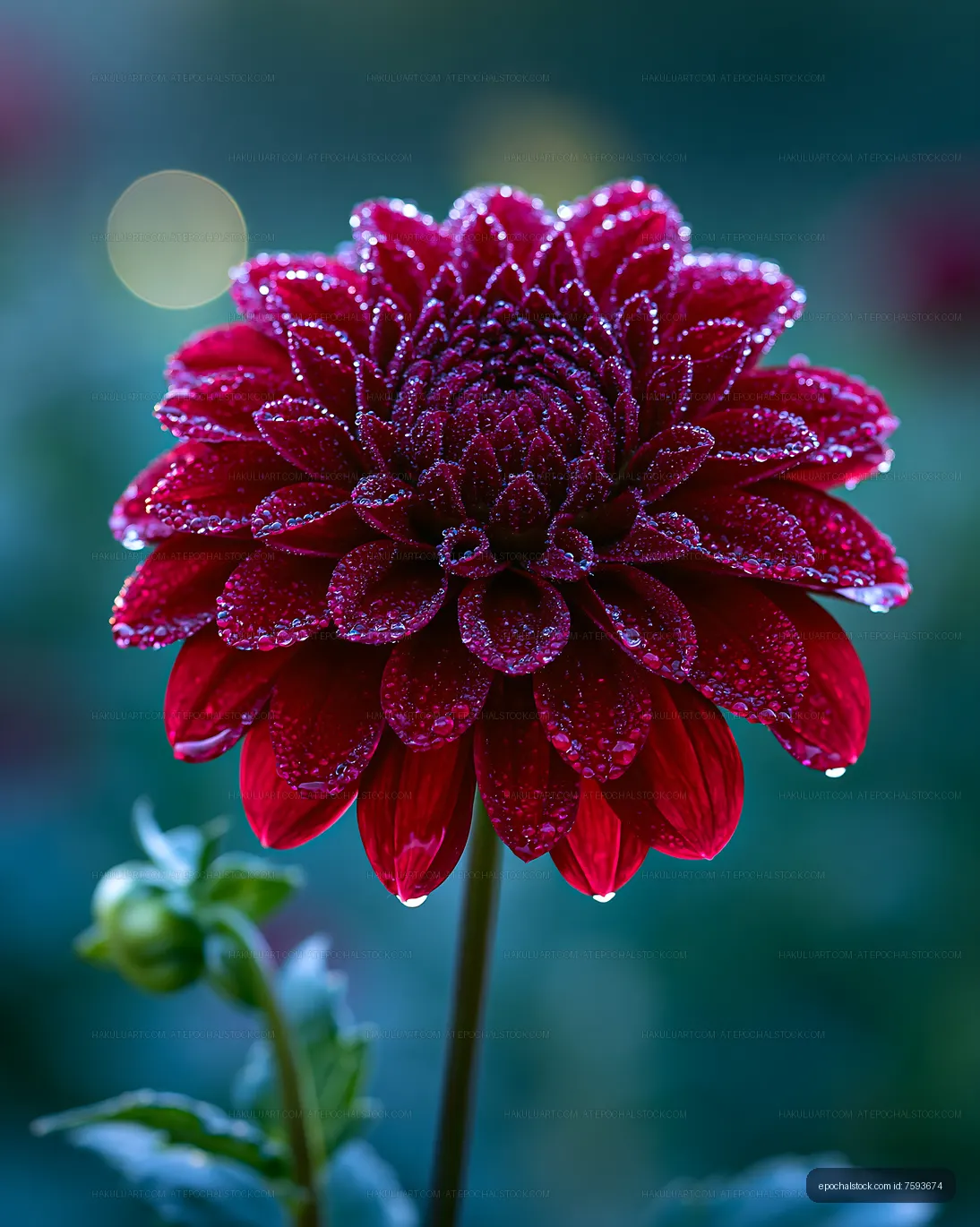 Close-up of a red flower with dew drops in a garden