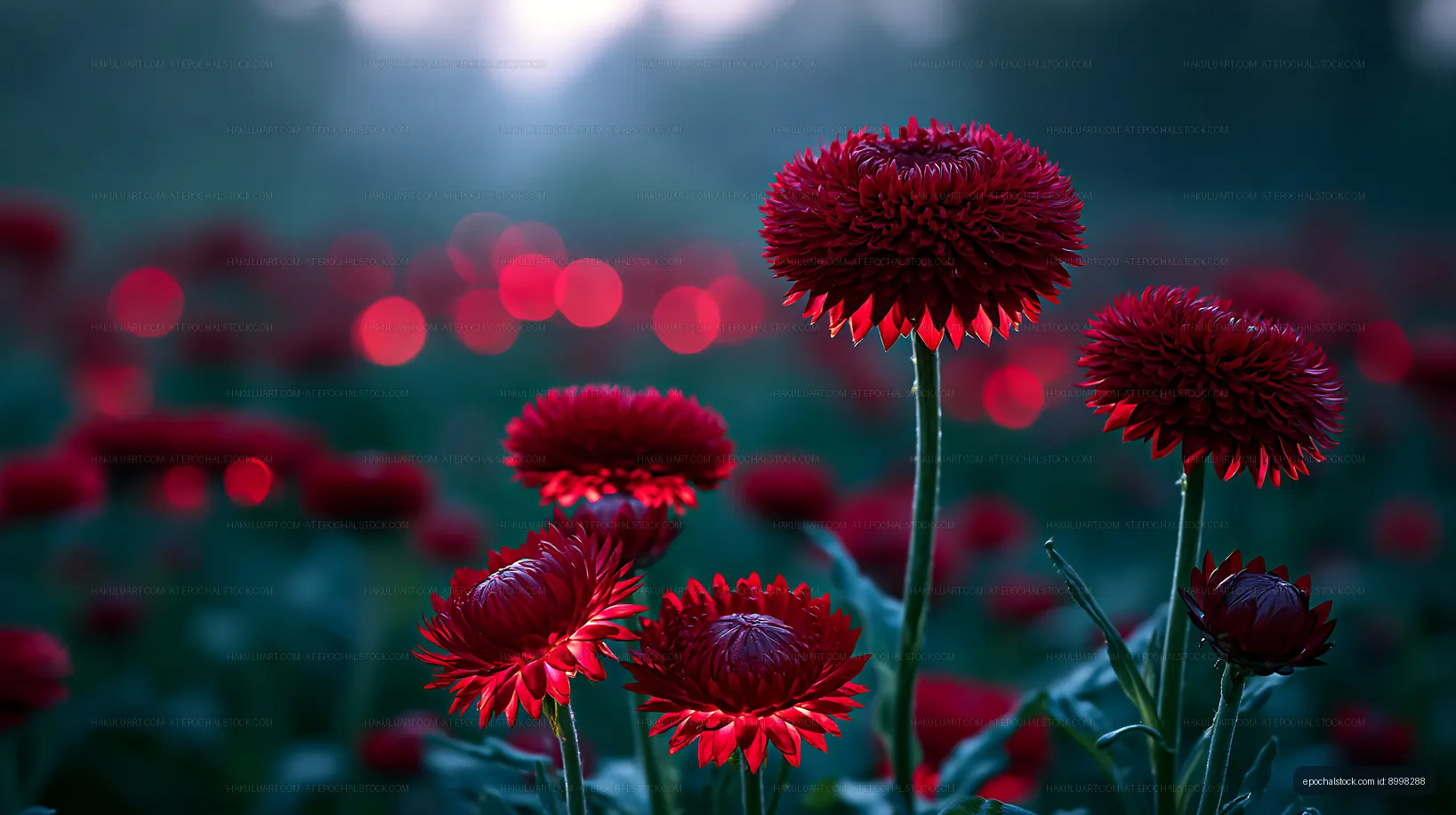 Red flowers blooming in a field during twilight hours