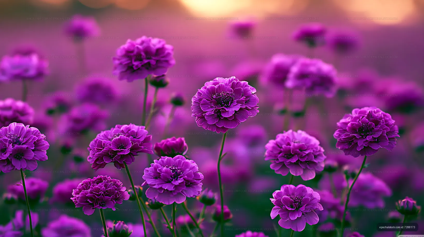 Vibrant purple flowers in a field during sunset
