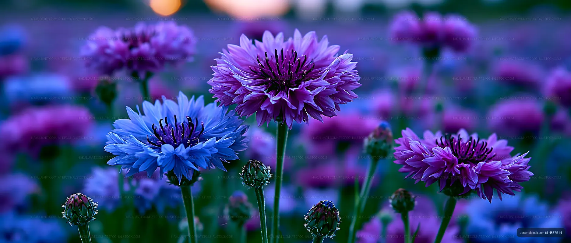 Colorful flowers bloom in a field during sunset