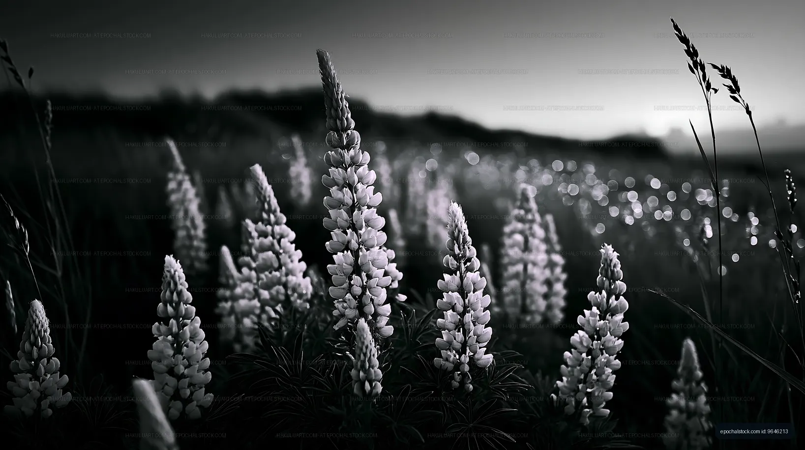 Lupine flowers blooming in a field at dusk