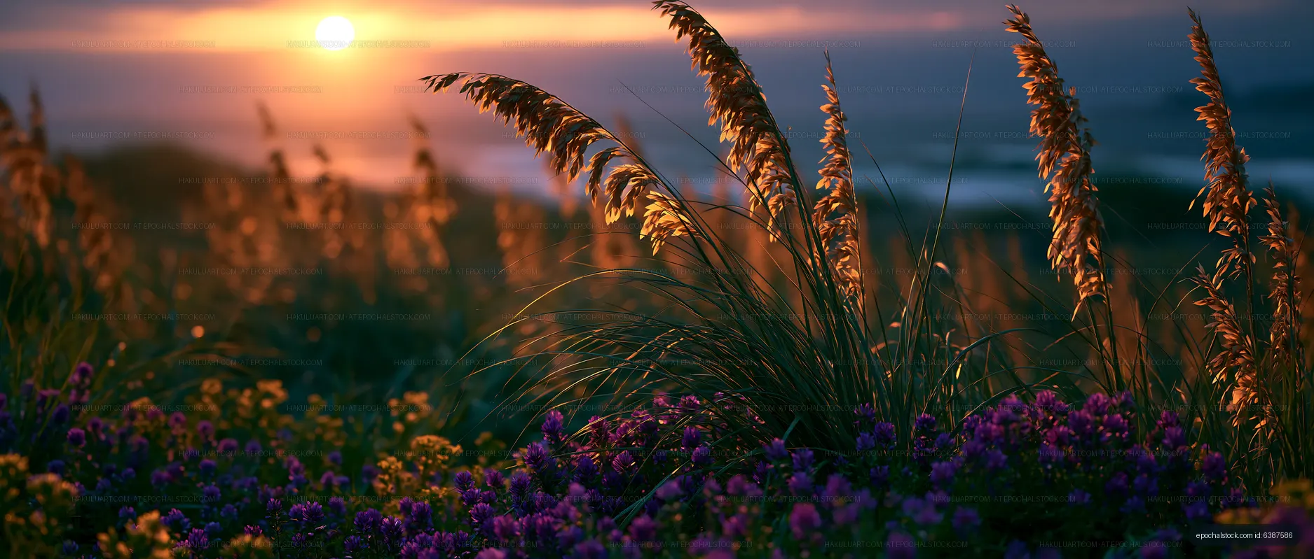 Sunset over flowers and grass by the coast