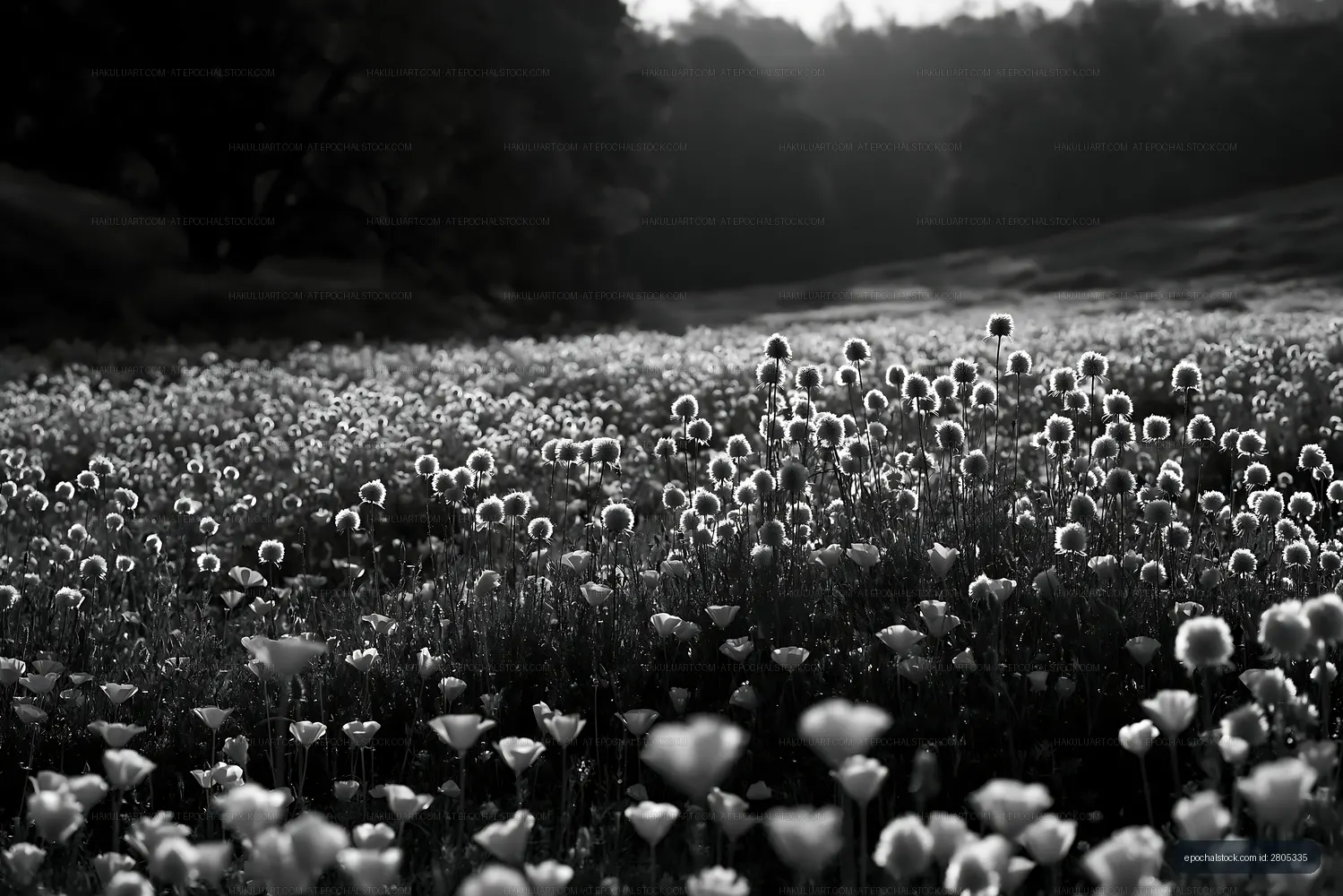 Black and white field of flowers with sunlit blooms