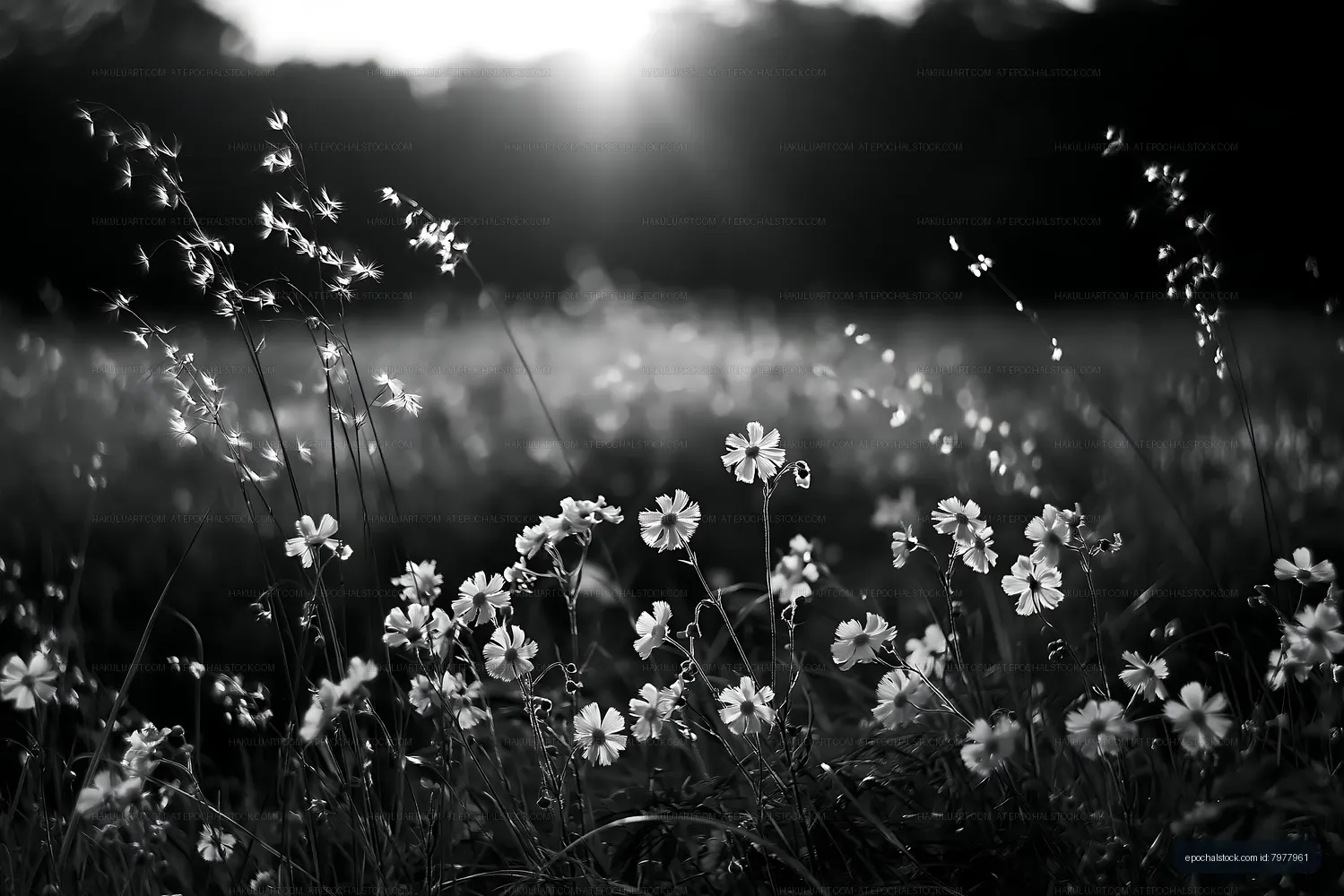 Wildflowers in a field at sunset