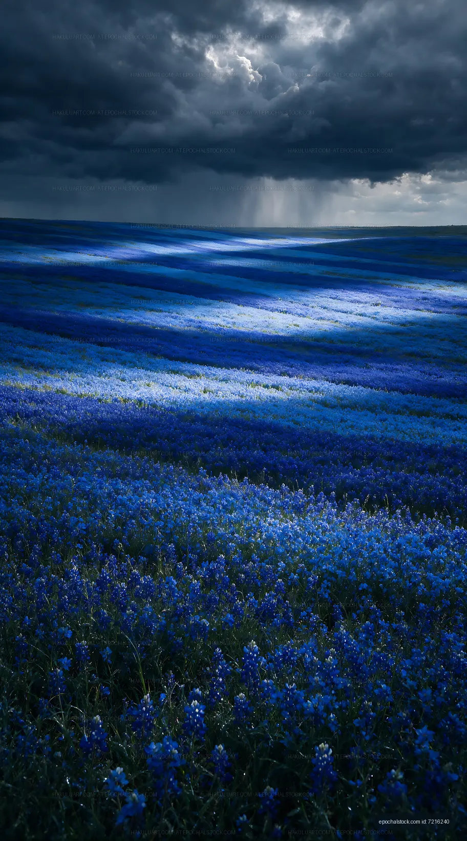 Vast field of blue flowers under a cloudy sky