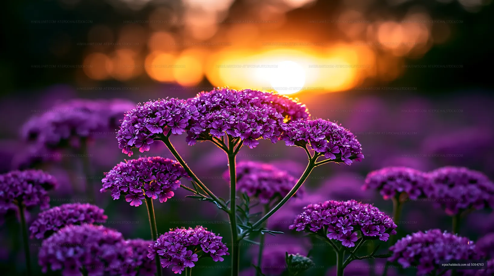 Purple flowers with sunset in the background