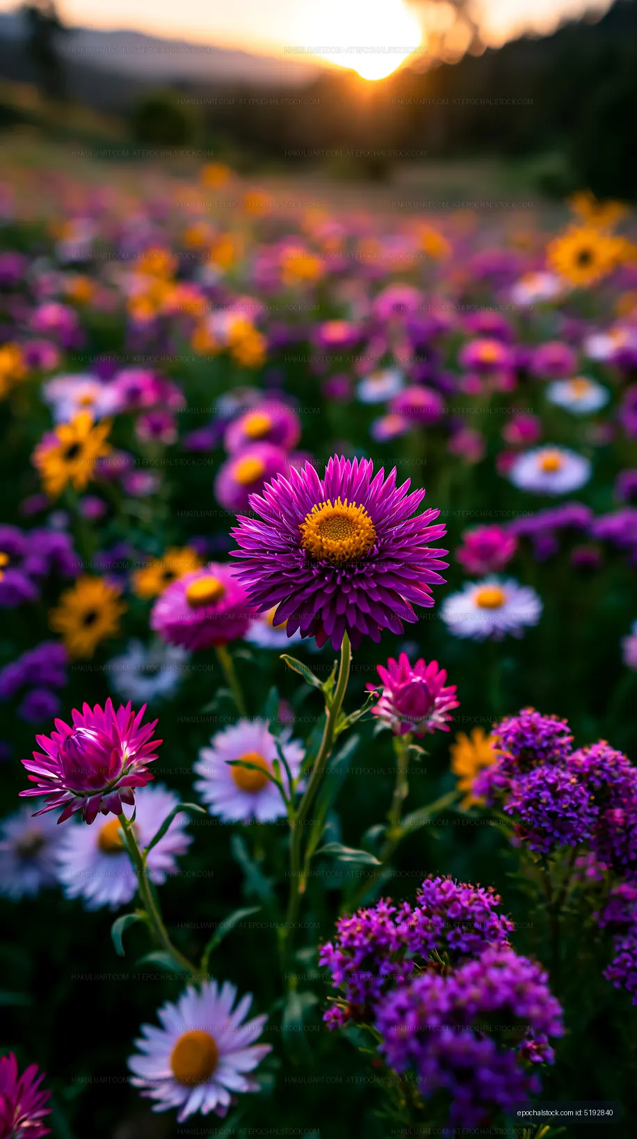 Colorful wildflowers bloom during sunset in a field