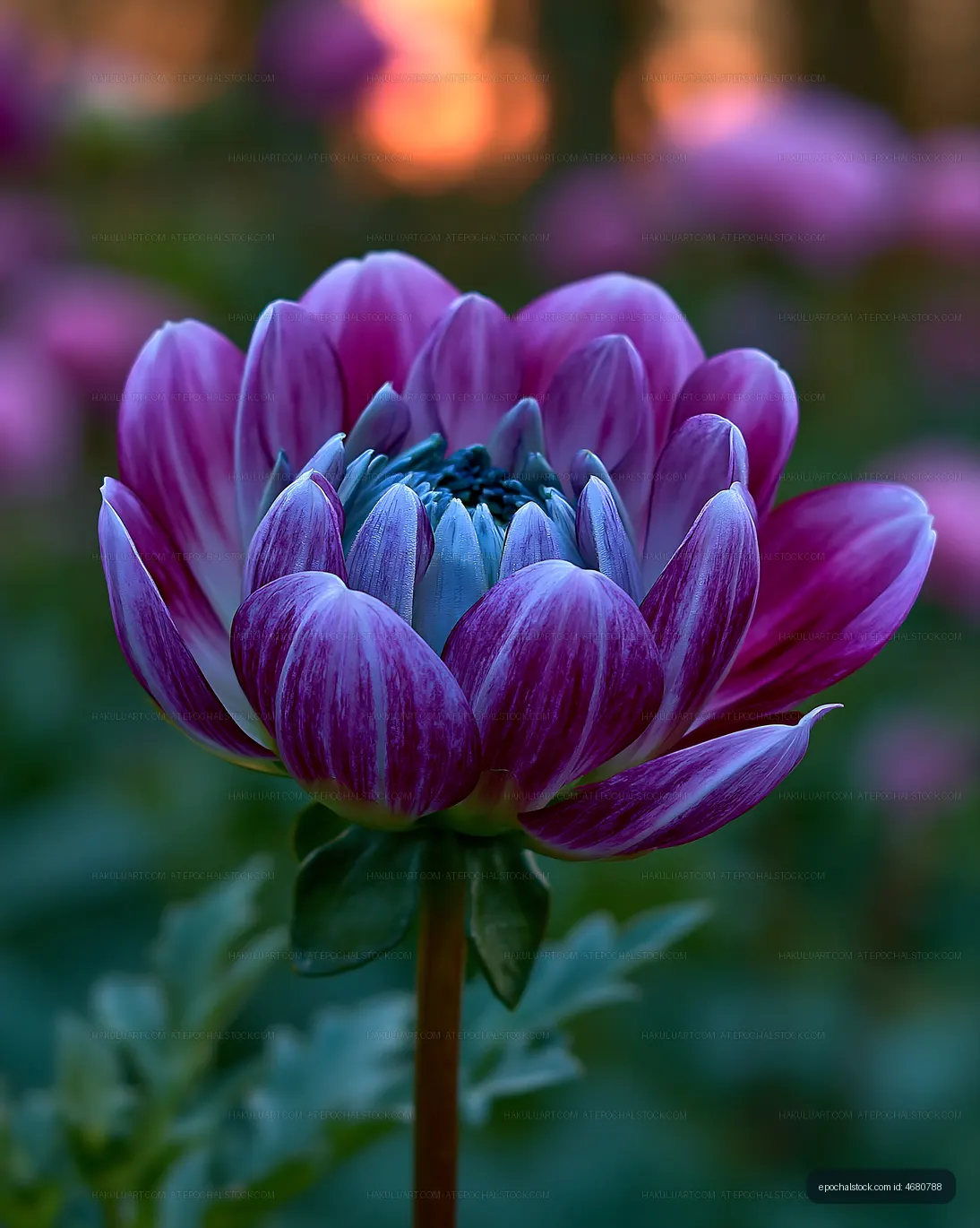 Beautiful purple flower close-up during sunset in a garden
