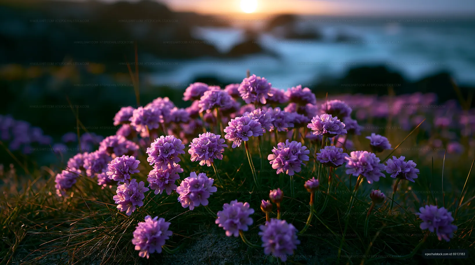 Flowers bloom near the shore at sunset in a coastal area