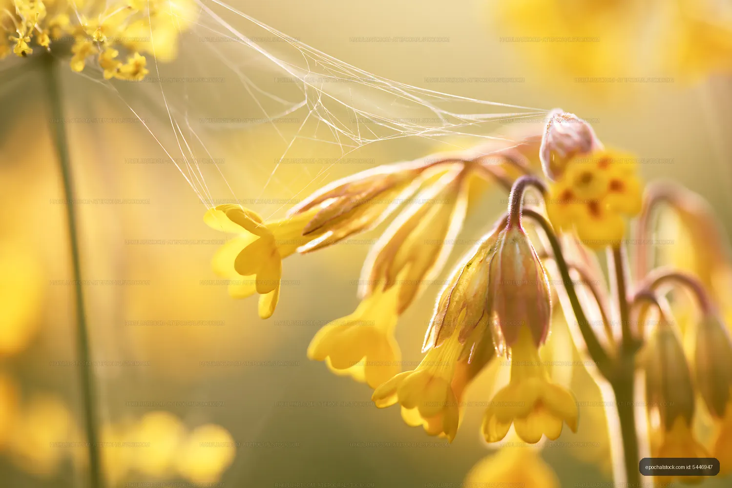 Yellow wildflowers with spider webs in a natural setting