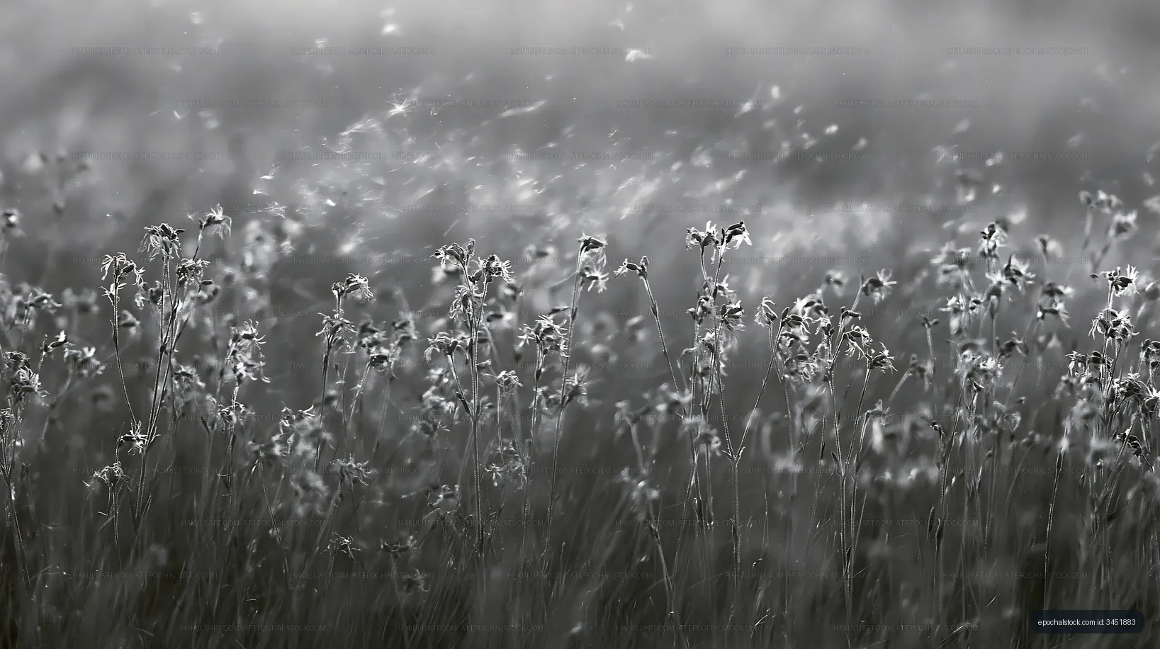 Black and white field of flowers swaying in the wind