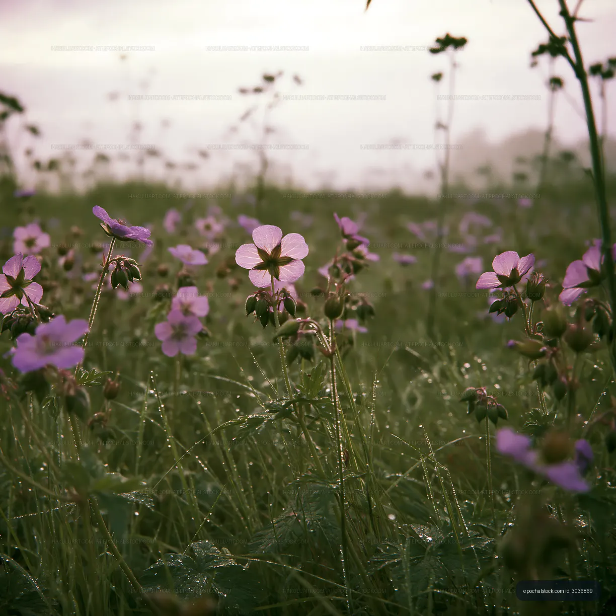 Purple wildflowers in a grassy field at dawn