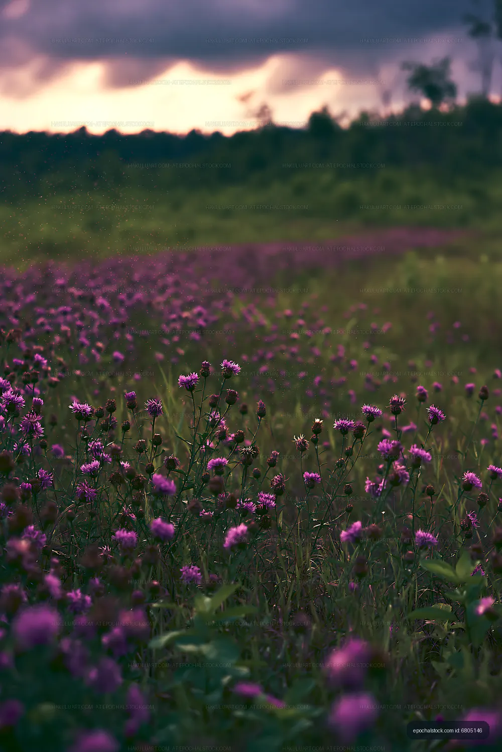 Field of wildflowers in bloom during sunset