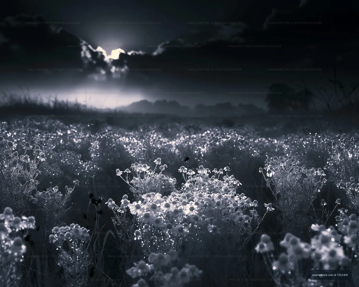 Sunset over a field of flowers with mist and clouds
