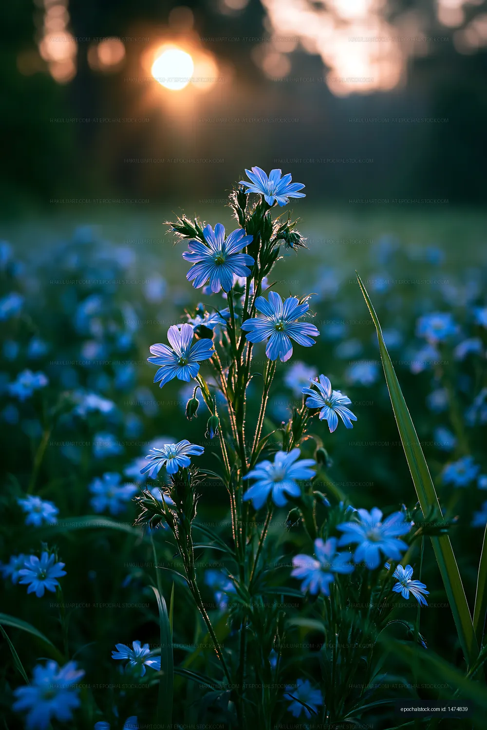 Blue flowers blooming in a field during sunset hours