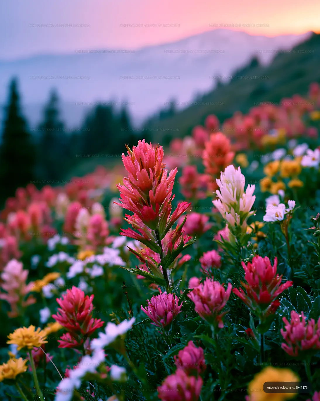Colorful wildflowers in a mountain field during sunset