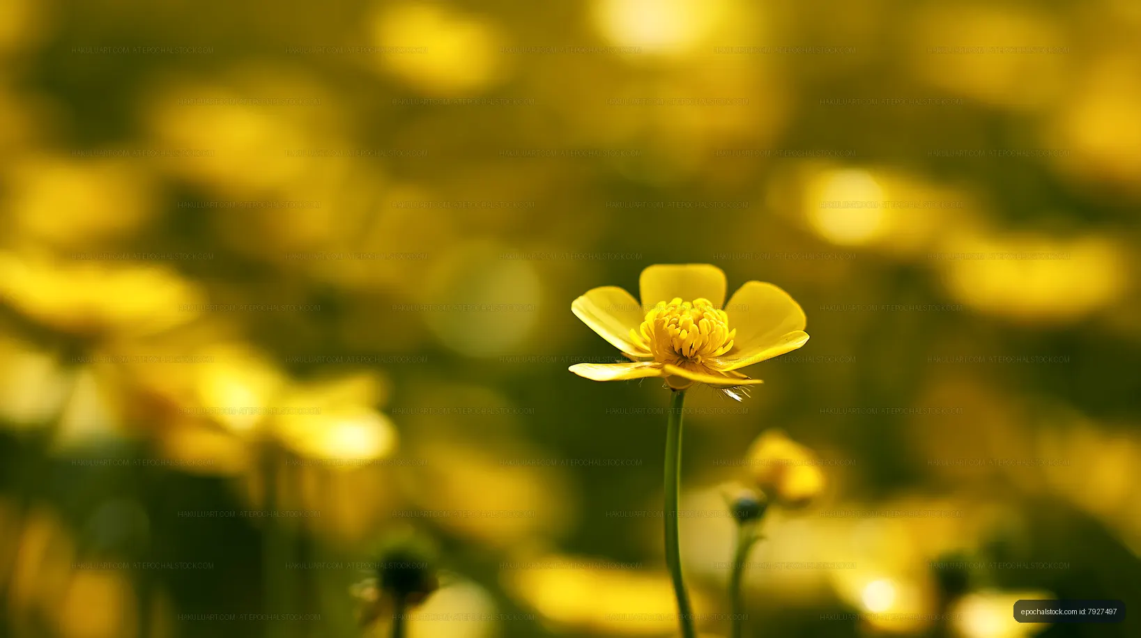 Yellow flowers blooming in a field during springtime