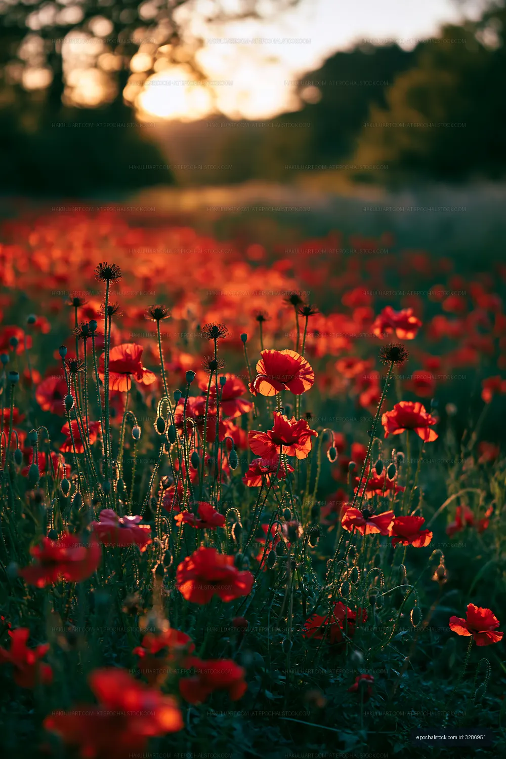 Vibrant red poppies blooming in a field at sunset