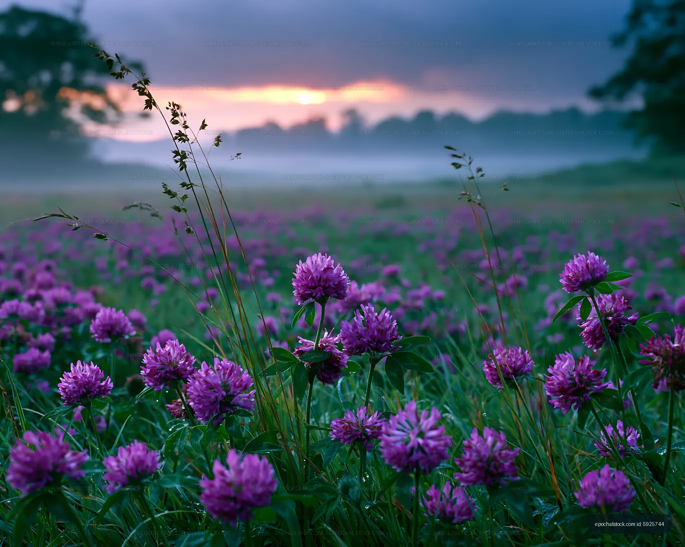 Purple flowers bloom in a field during sunset