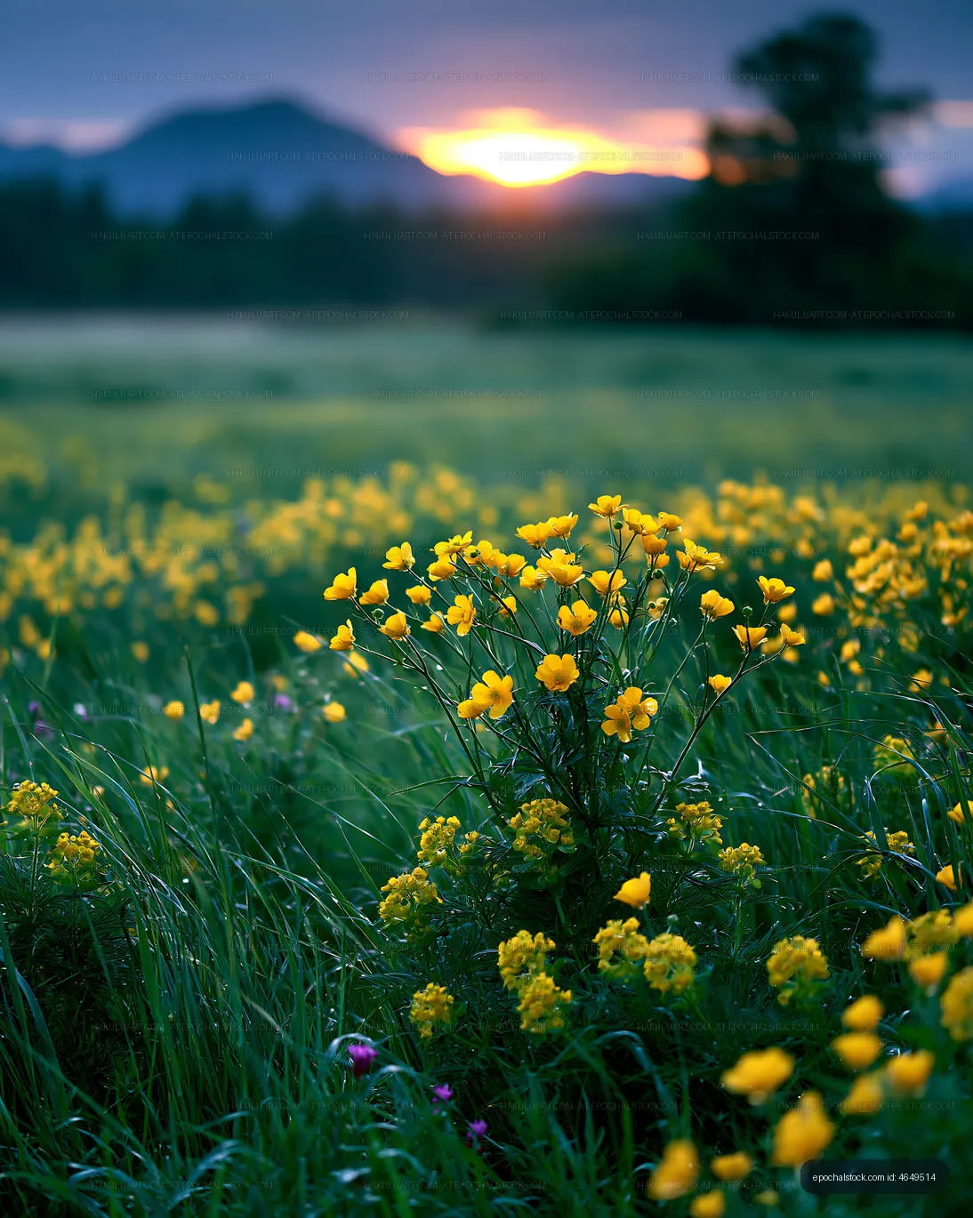 Yellow flowers in a field at sunset near mountains