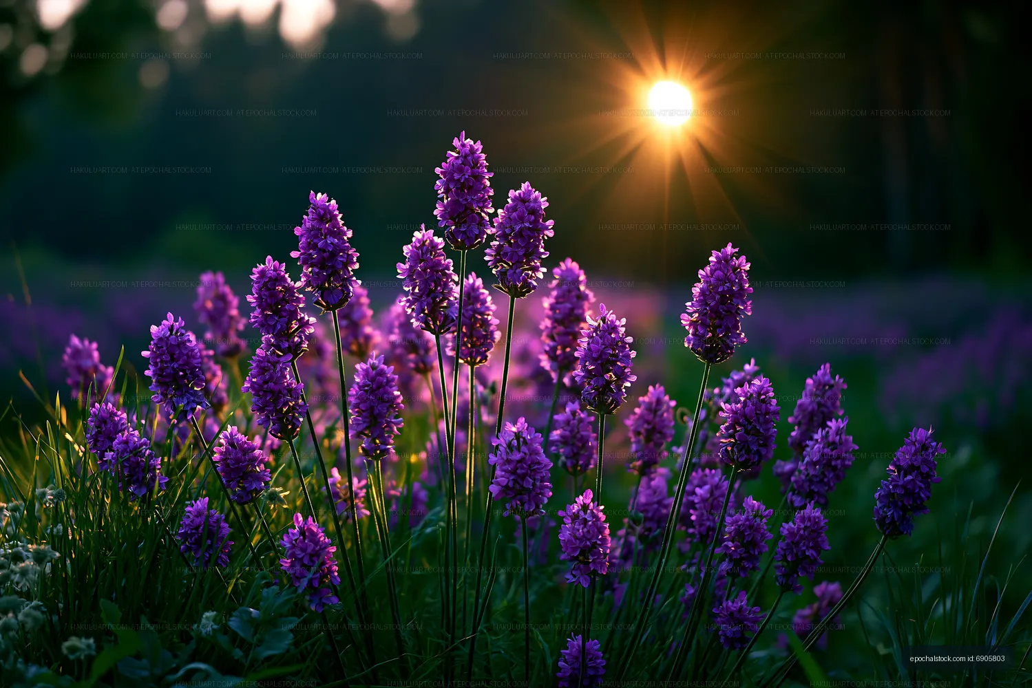 Purple flowers blossom in a field during sunset