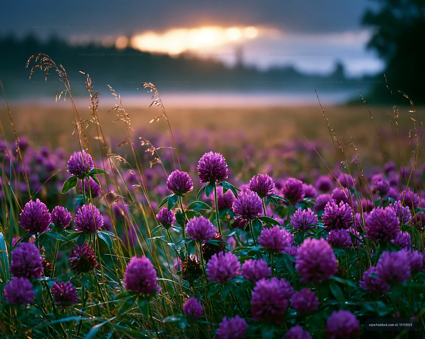 Purple flowers grow in a field during sunset