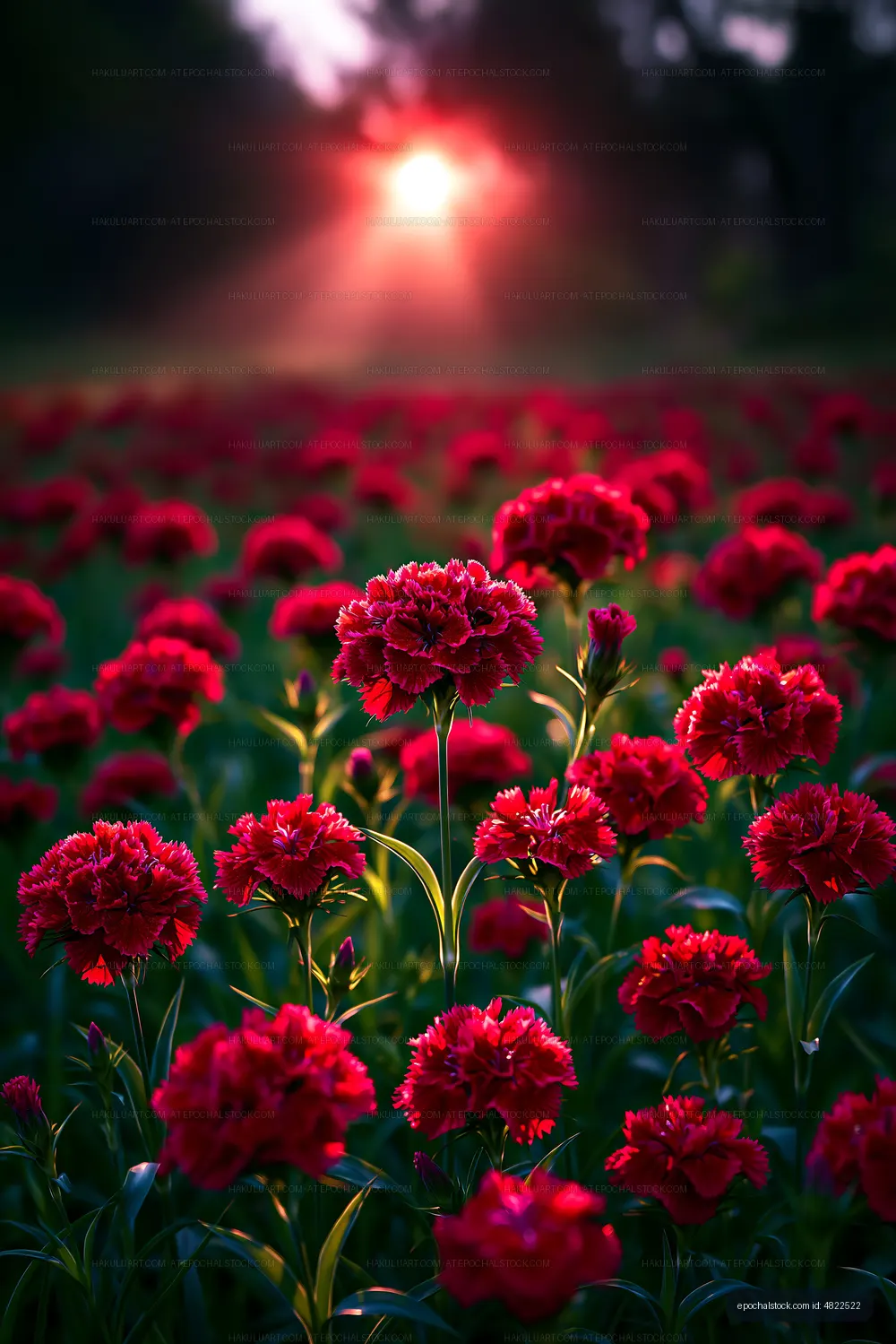 Red flowers bloom in a field during sunset