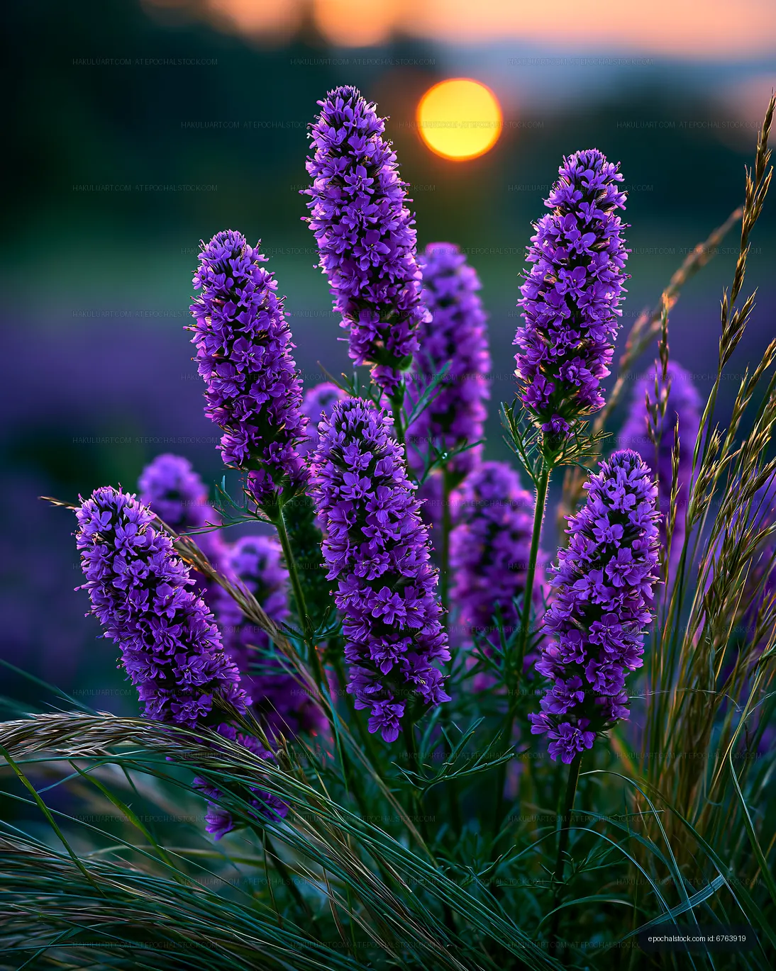 Purple flowers at sunset in a blooming field