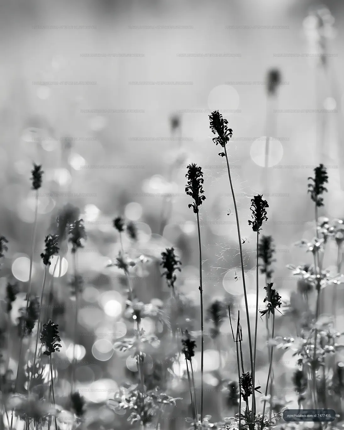 Black and white close-up of flowers with blurred background
