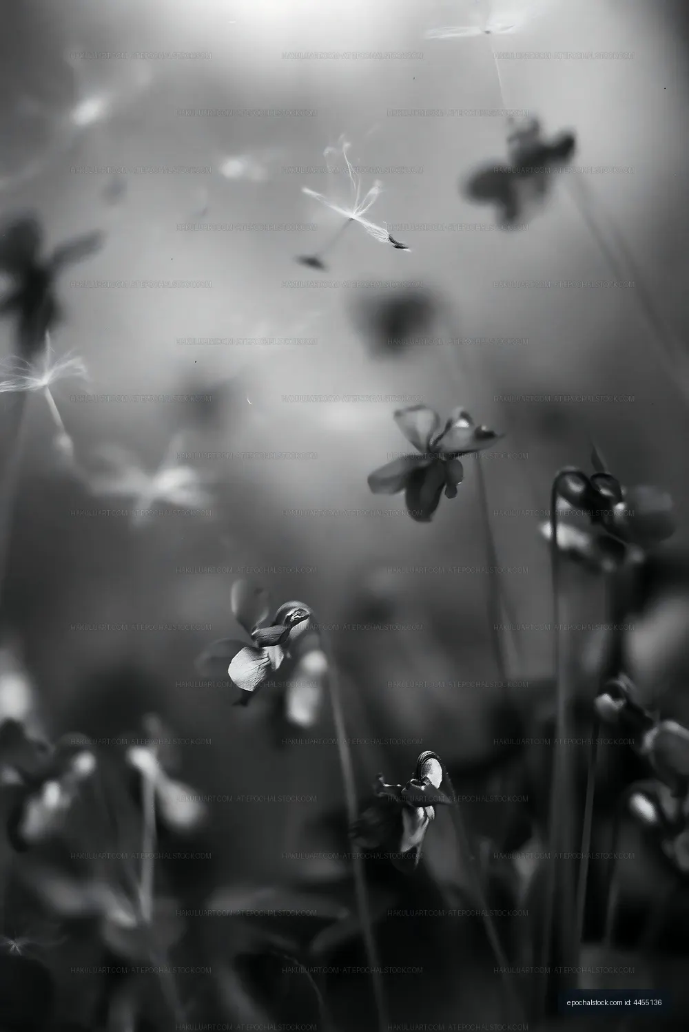Black and white close-up of flowers in a field