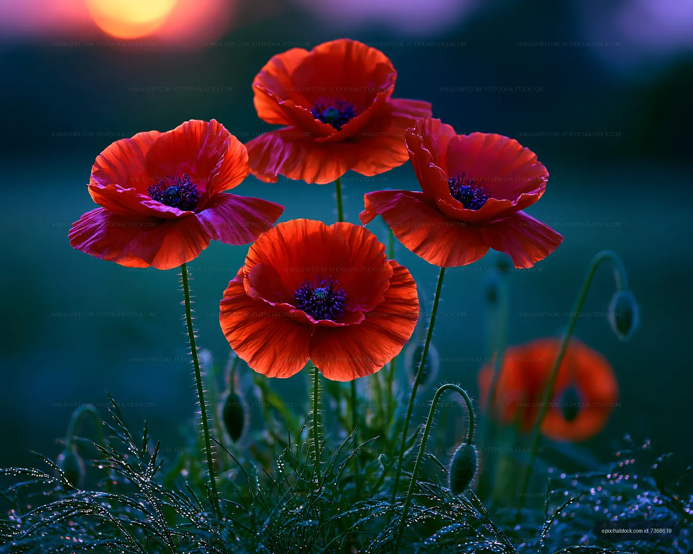 Red poppies blooming in the evening light