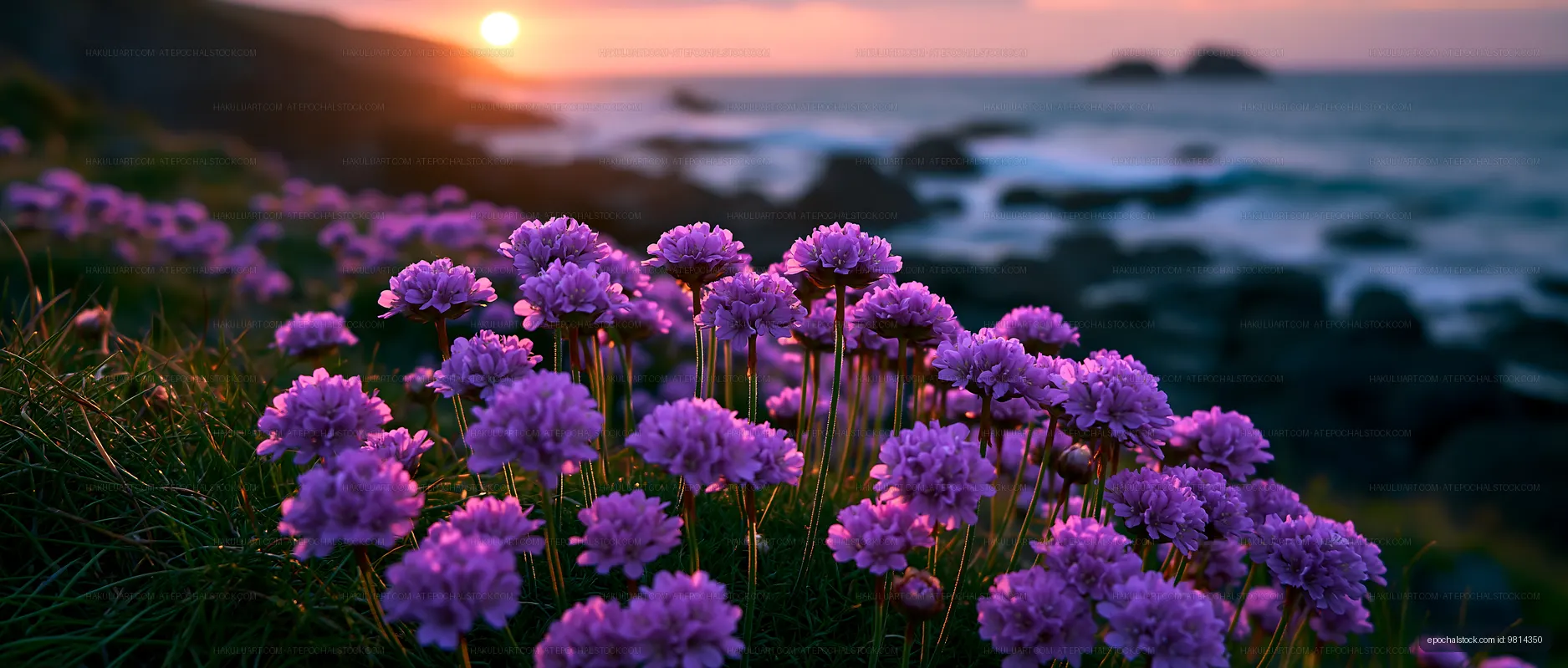Purple flowers bloom near the coast at sunset