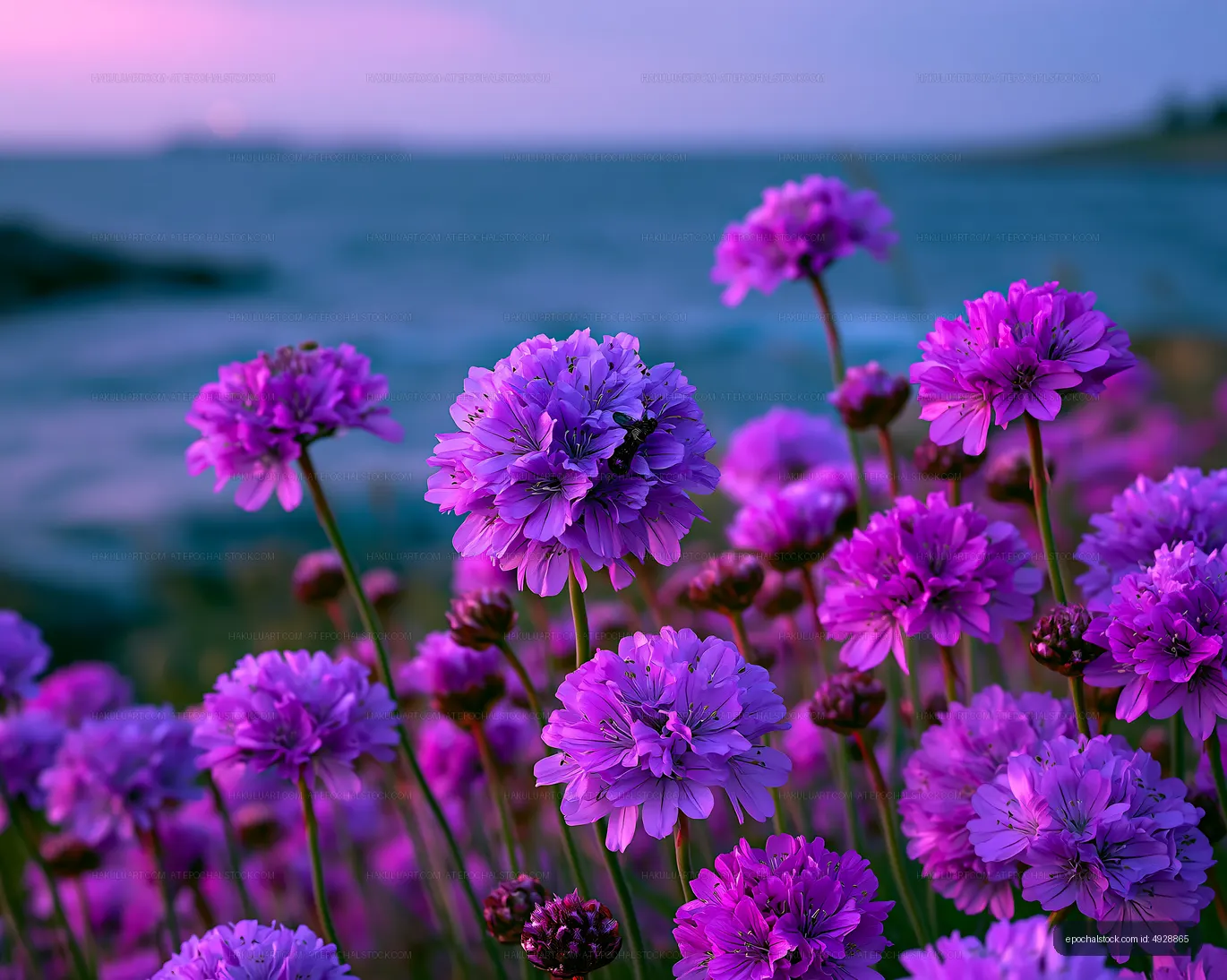 Vibrant purple flowers in bloom by the sea at sunset