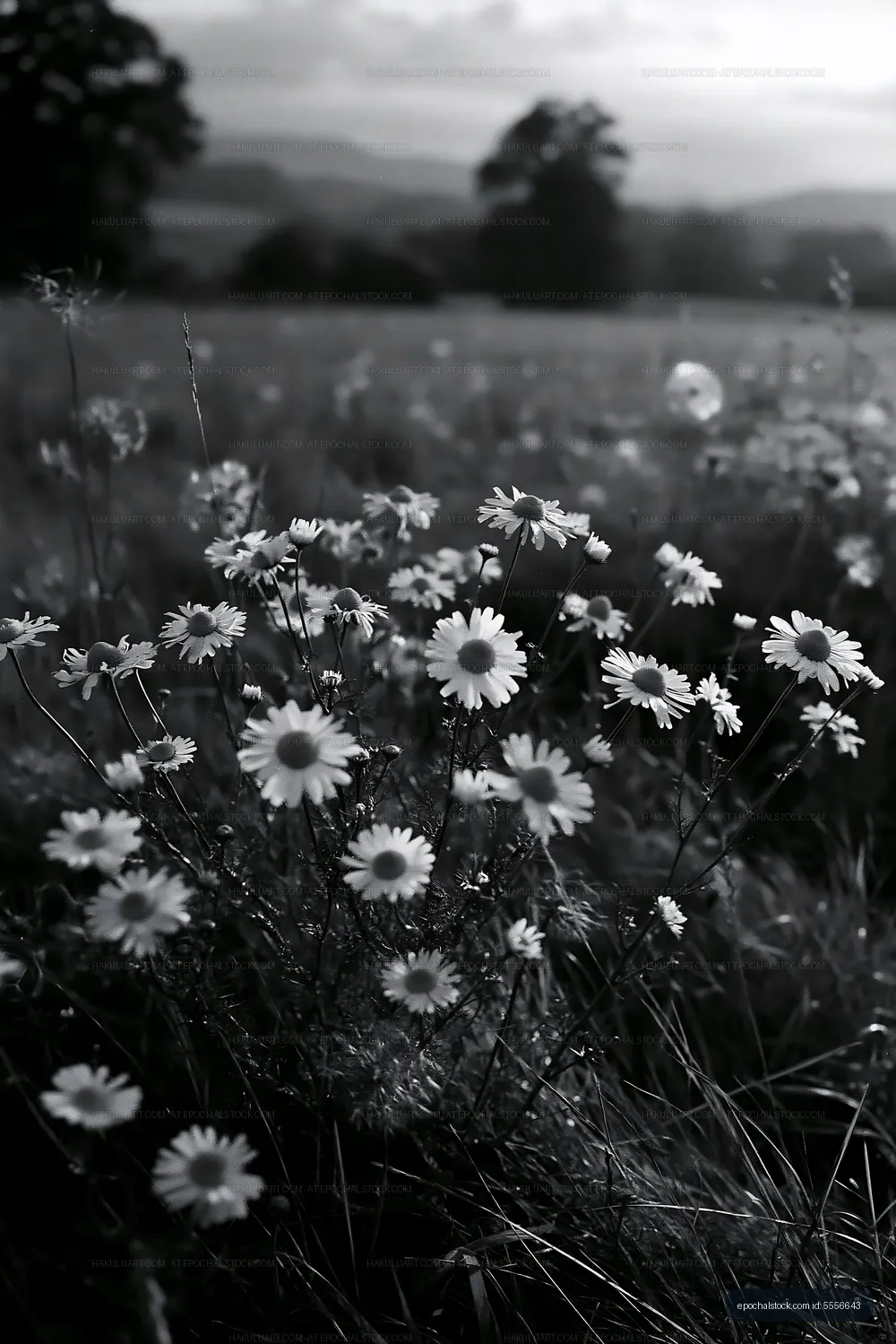 Flowers in a field with trees in the background during daylight