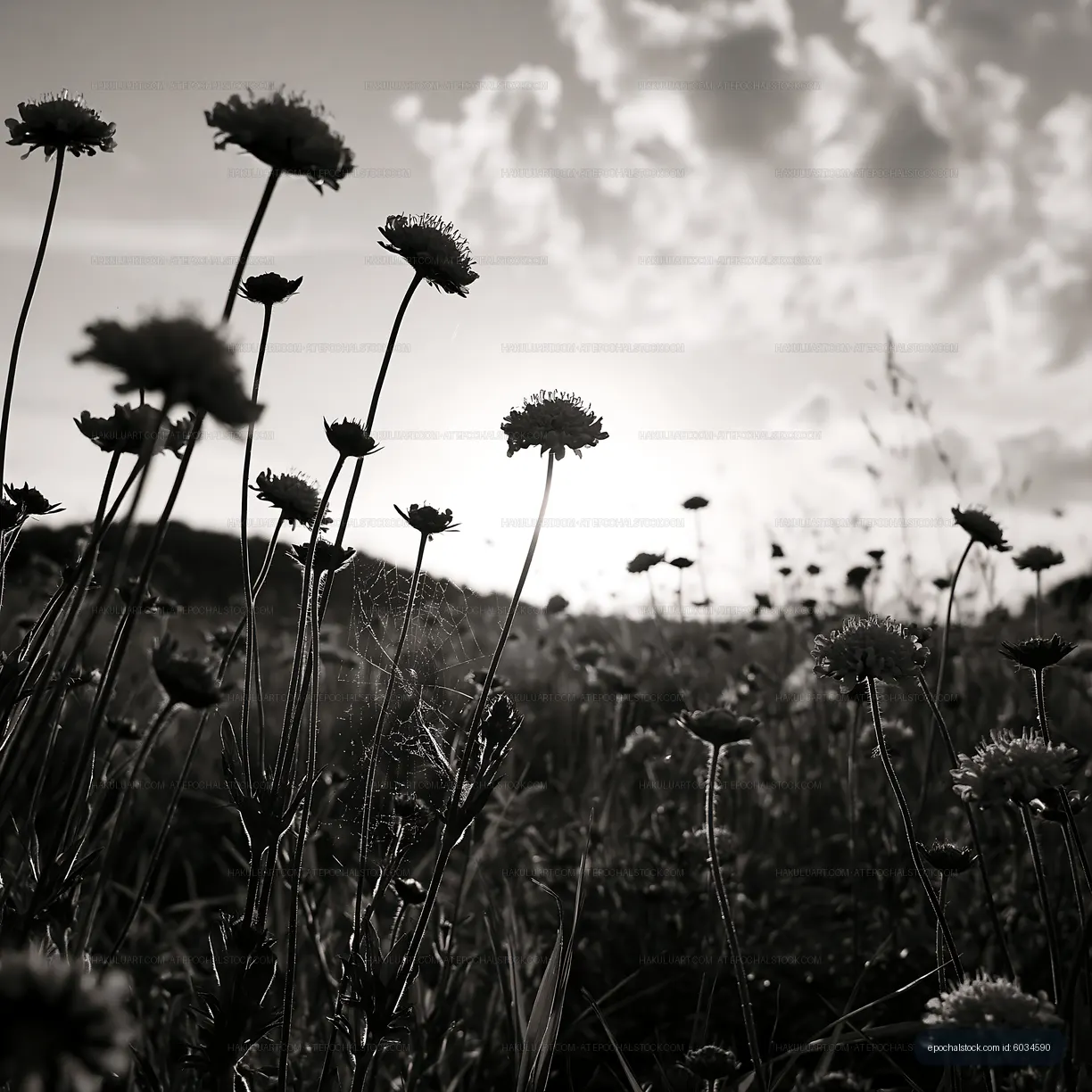 Flowers silhouetted against a sunset sky in a field