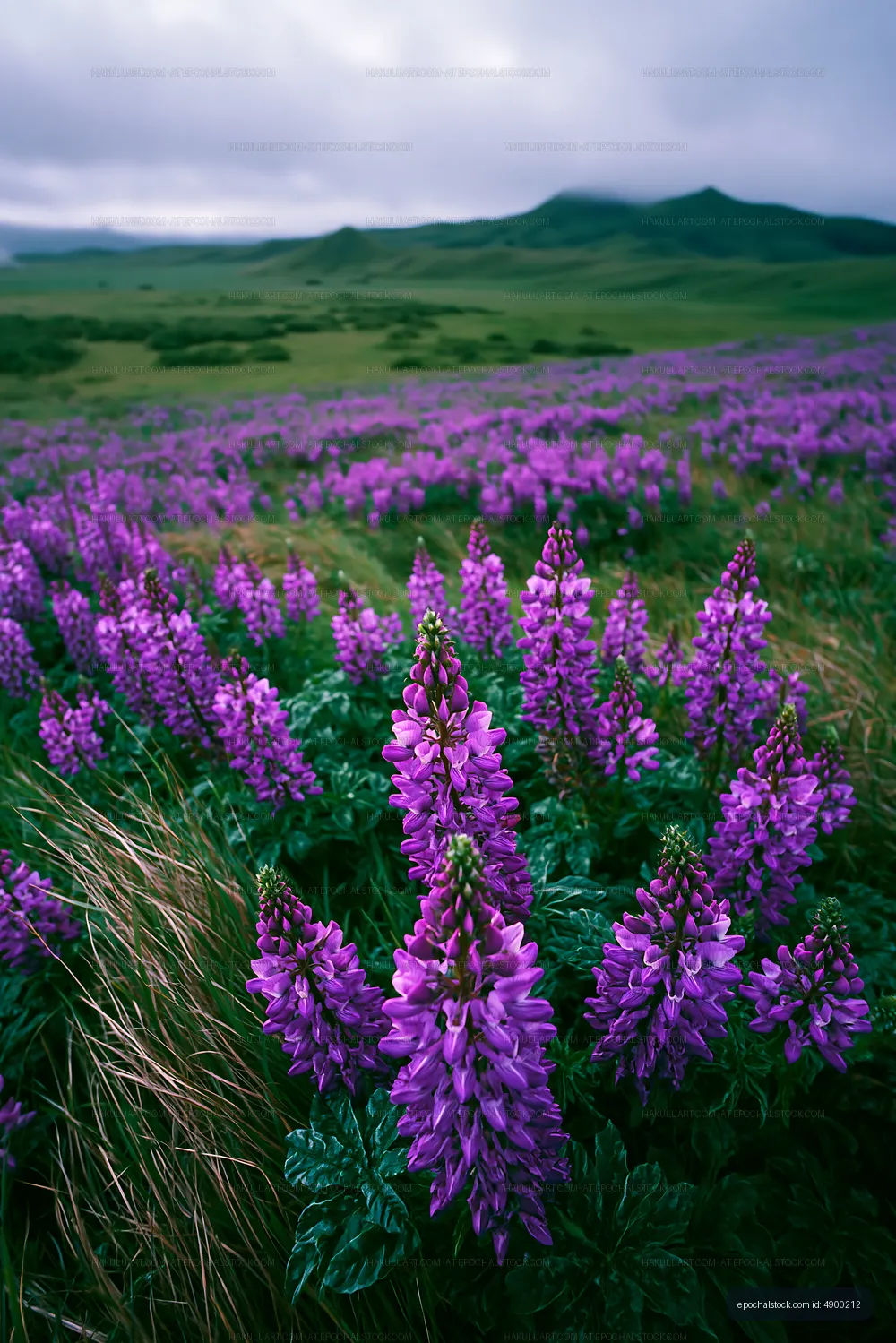 Vibrant purple flowers blooming in a field during cloudy weather