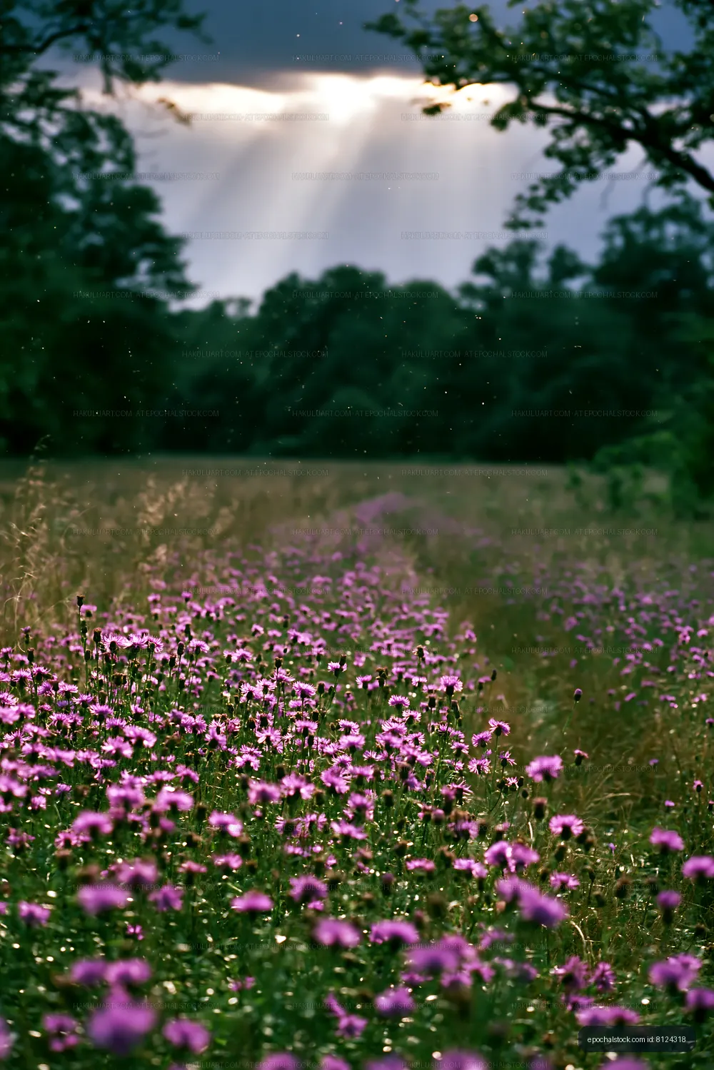Pink flowers bloom in a field under cloudy skies