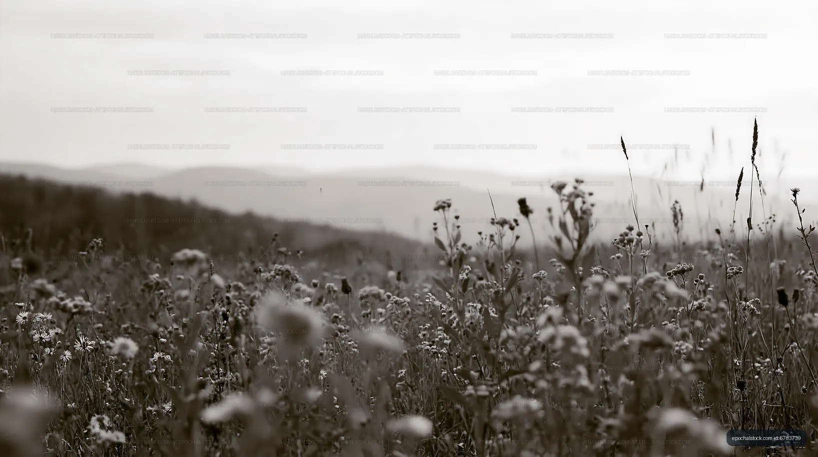 Field of wildflowers under a cloudy sky in black and white