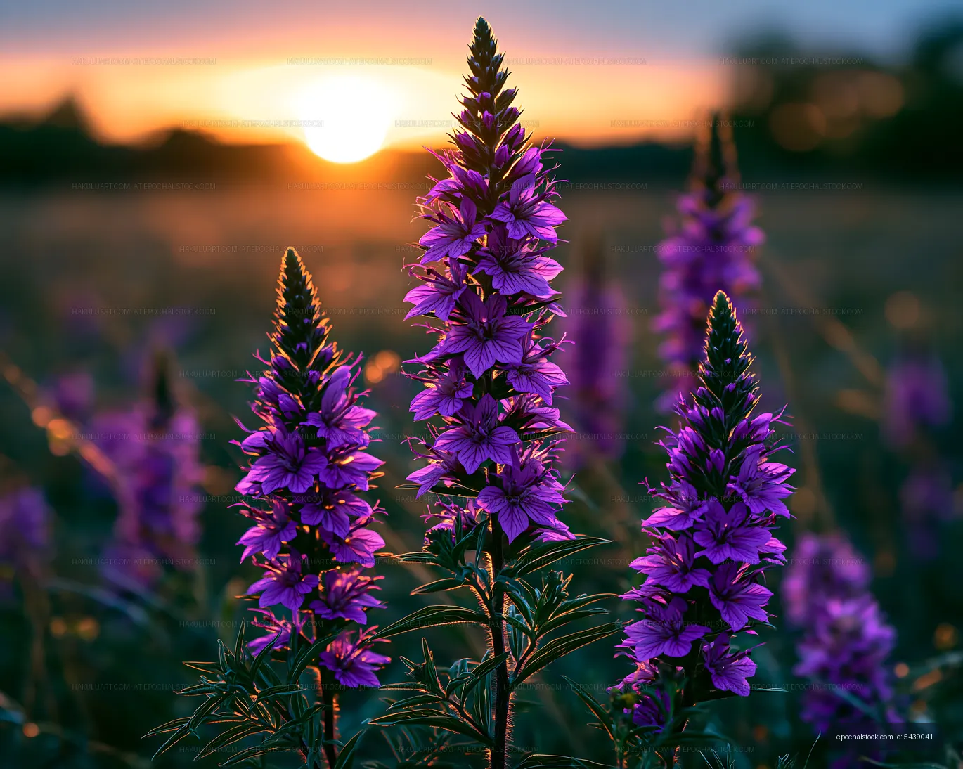 Purple flowers bloom in field at sunset