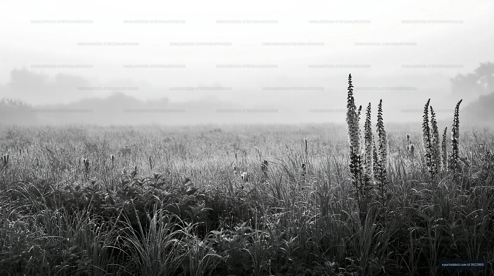 Foggy landscape with tall grass and plants at dawn