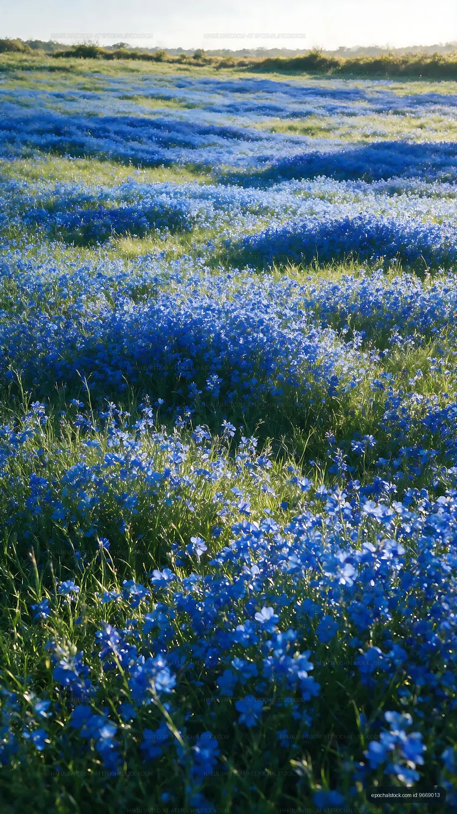 Vast field of blue flowers under clear sky in natural setting