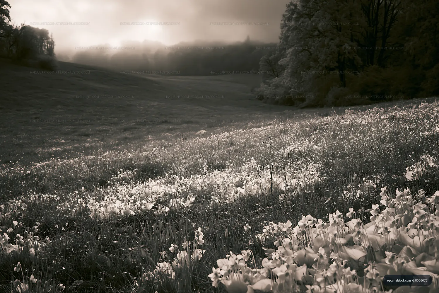 Wide field of white flowers under soft light at sunrise
