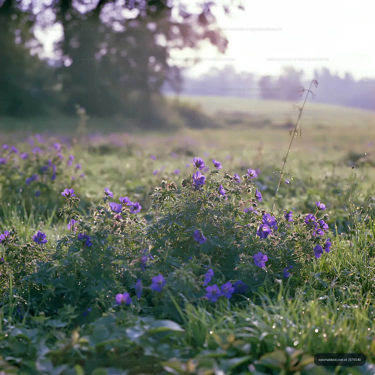 Wildflowers in a sunny field during springtime