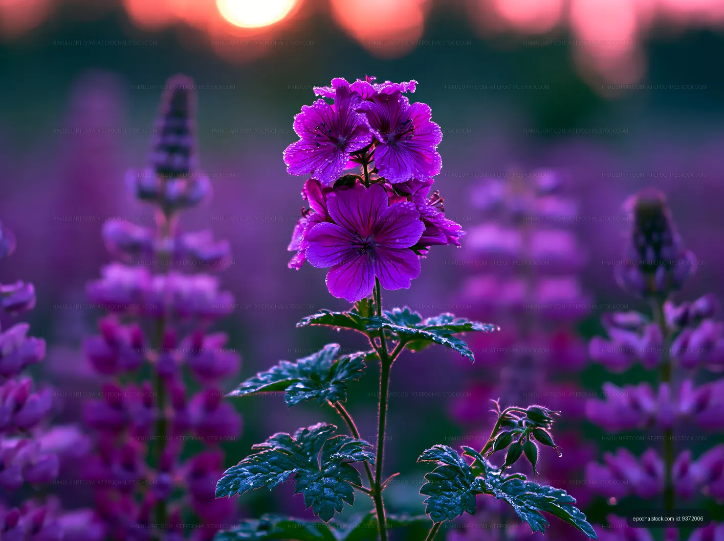 Purple flowers in a field during sunset