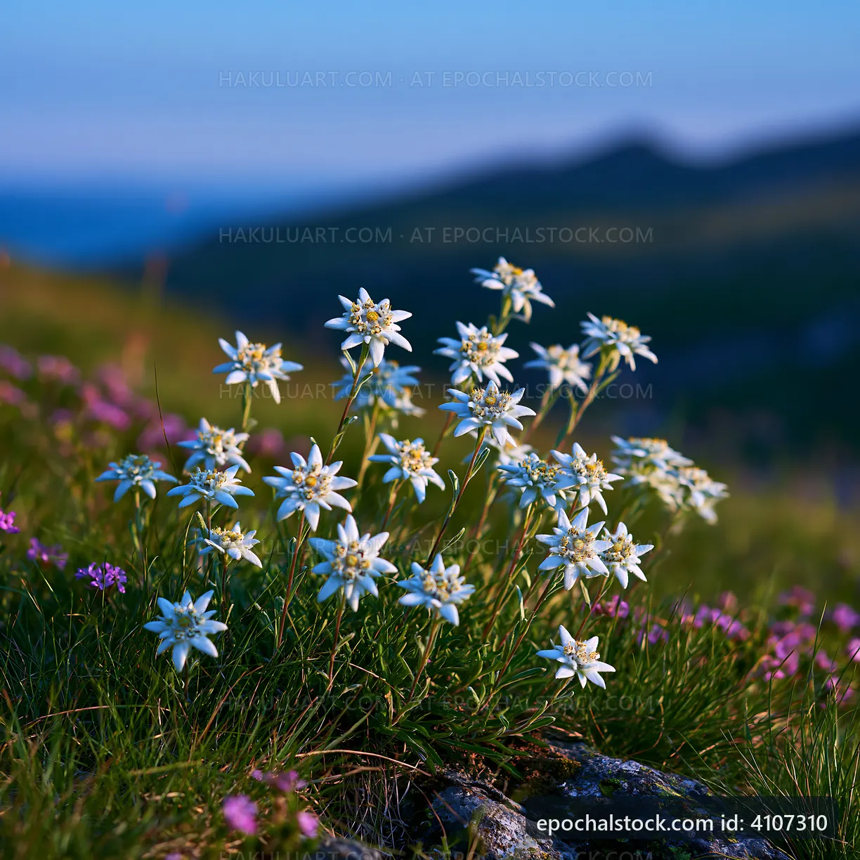 Edelweiss flowers bloom on a mountain slope during sunset