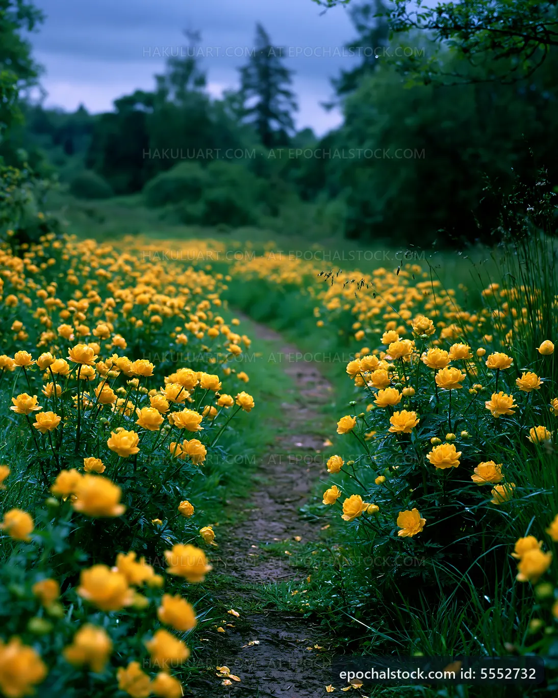 Path through yellow flowers in a natural setting