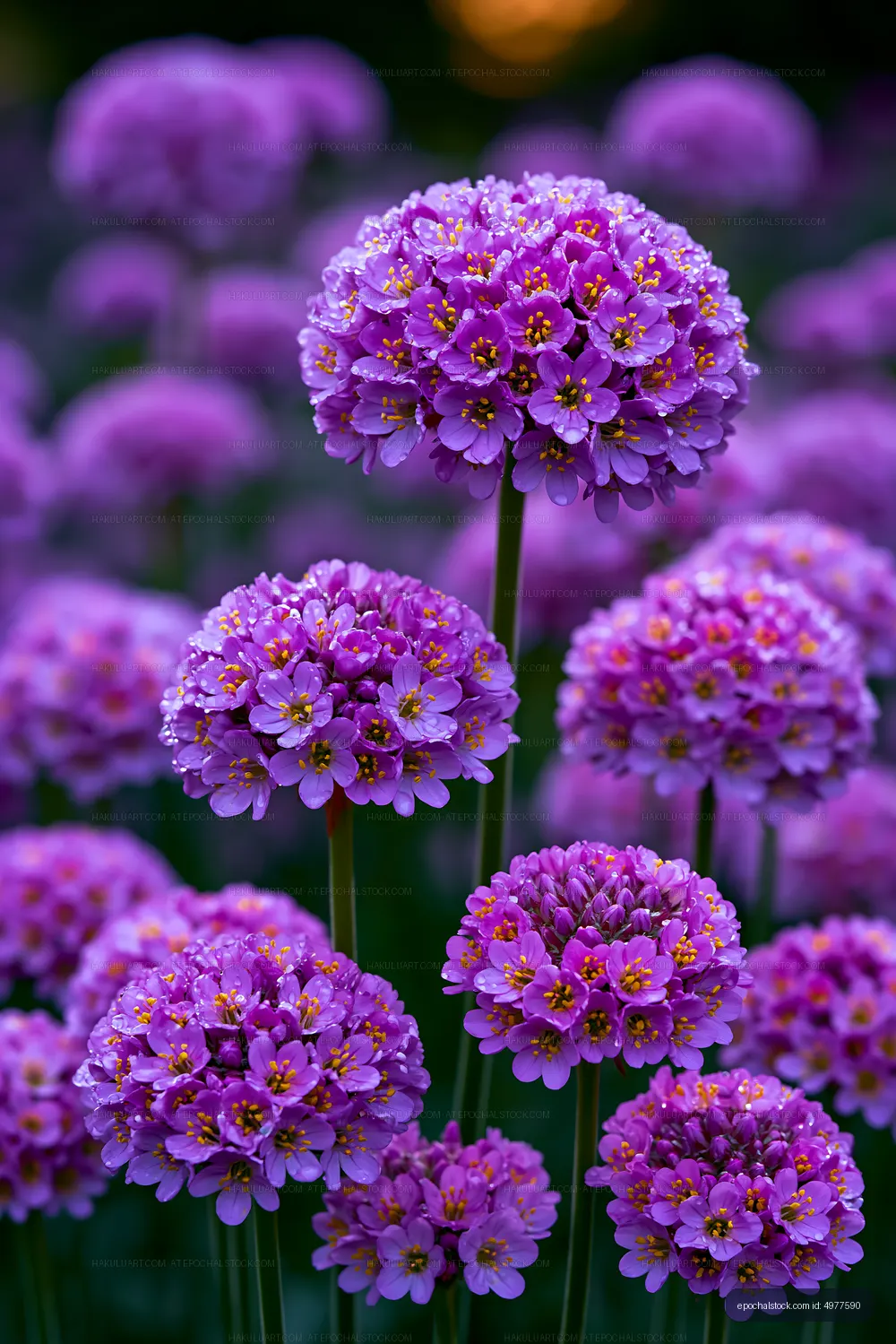 Vibrant purple flowers in a garden during sunlight