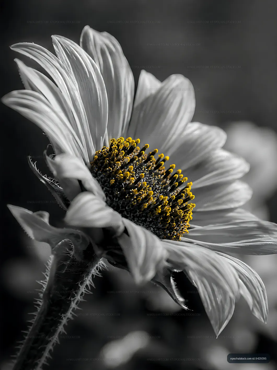Close-up of a sunflower with yellow center and black and white petals