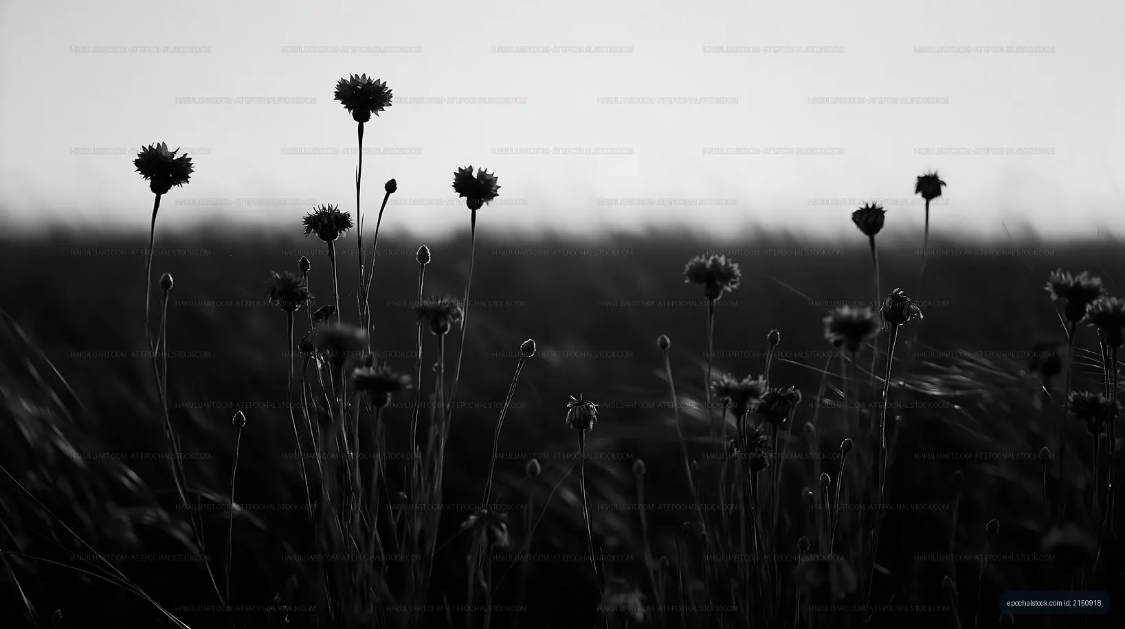 Silhouetted flowers against a soft background at sunset
